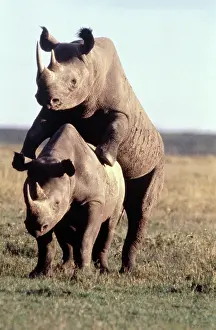 Hooked: Black Rhino / Hooked-Lipped