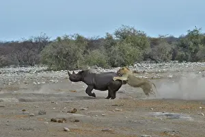 Pursue: This Black Rhino has stumbled into a cavity and