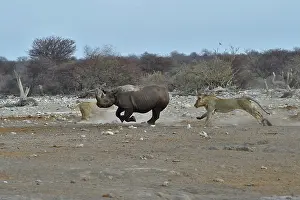 Charge: This Black Rhino has stumbled into a cavity and