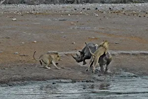 Stumbled: This Black Rhino has stumbled into a cavity and