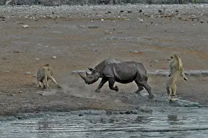 Charge: This Black Rhino has stumbled into a cavity and
