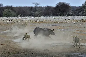 Charge: This Black Rhino has stumbled into a cavity and