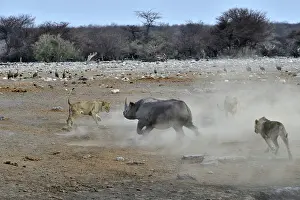 Charge: This Black Rhino has stumbled into a cavity and