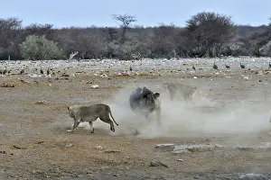 Charge: This Black Rhino has stumbled into a cavity and