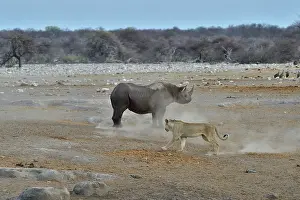 Stumbled: This Black Rhino has stumbled into a cavity and