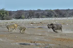Charge: This Black Rhino has stumbled into a cavity and