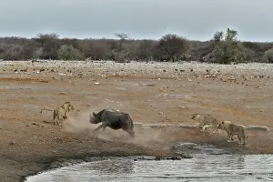 Charge: This Black Rhino has stumbled into a cavity and