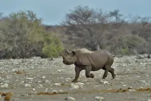 Managed: Black Rhino who managed to repel the attack of three