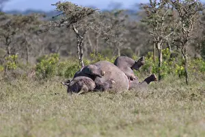 Pejeta: Black Rhinoceros