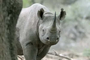 Umkhuze: Black Rhinoceros