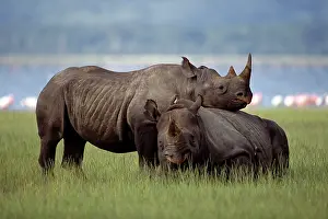 Rhinoceros: Black Rhinoceros