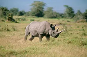 Charging: Black Rhinoceros - charging (digitally manipulated)