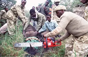 Poaching: BLACK RHINOCEROS - being dehorned for its own protection