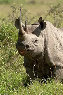 Pointed: Black Rhinoceros, Diceros bicornis, in the