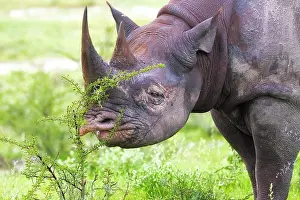 Thorny: Black rhinoceros (Diceros bicornis), eating, portrait