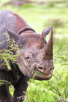 Thorny: Black rhinoceros (Diceros bicornis), eating, portrait