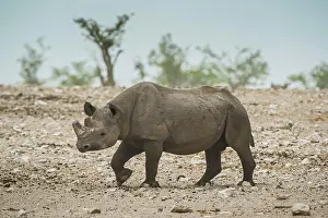 Bicornis: Black rhinoceros (Diceros bicornis), Etosha National