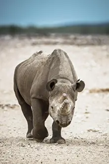 Bicornis: Black rhinoceros (Diceros bicornis), Etosha National