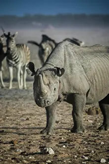 Bicornis: Black rhinoceros (Diceros bicornis), Etosha National