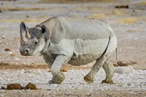 Bicornis: Black rhinoceros (Diceros bicornis), Etosha National