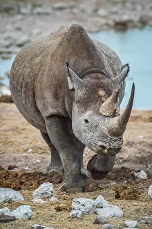 Bicornis: Black rhinoceros (Diceros bicornis), Etosha National
