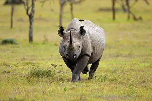 Attacks: Black Rhinoceros (Diceros bicornis), charging, Sweetwater