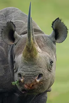 Bicornis: Black Rhinoceros (Diceros bicornis), portrait, Massai