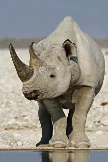 Kunene: Black rhinoceros (Diceros bicornis), adult standing