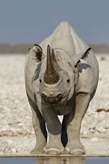 Kunene: Black rhinoceros (Diceros bicornis), adult standing