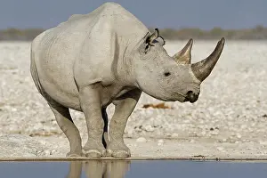 Kunene: Black rhinoceros (Diceros bicornis), adult standing