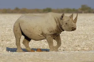 Rhinoceros: Black rhinoceros (Diceros bicornis), adult at waterhole