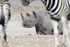 Striped: Black rhinoceros (Diceros bicornis), adult female c
