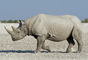 Reservation: Black rhinoceros (Diceros bicornis), adult walking