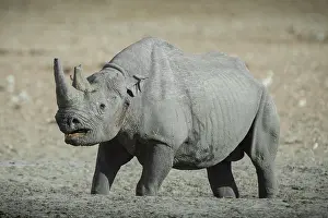 Bicornis: Black rhinoceros (Diceros bicornis) in aggressive