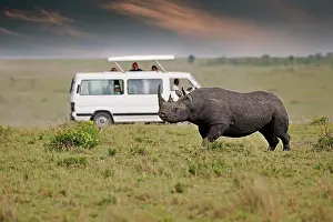 Truck: Black rhinoceros (Diceros bicornis), in the background