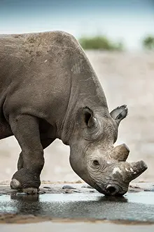 Thirst: Black rhinoceros (Diceros bicornis) drinking at