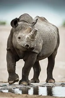 Thirst: Black rhinoceros (Diceros bicornis) drinking at
