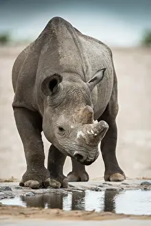 Thirst: Black rhinoceros (Diceros bicornis) drinking at