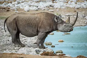Thirst: Black rhinoceros (Diceros bicornis) drinking at