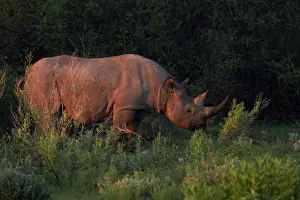 Bicornis: Black rhinoceros (Diceros bicornis), Etosha