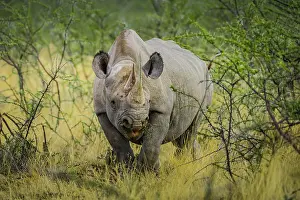 Bicornis: Black rhinoceros (Diceros bicornis) feeding on a