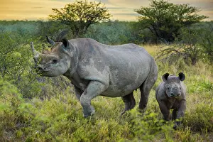 Bicornis: Black rhinoceros (Diceros bicornis) feeding, female