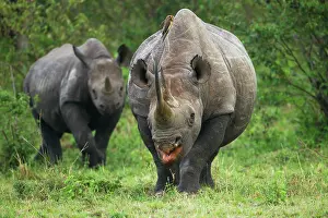 Foreground: Black Rhinoceros (Diceros bicornis), female with