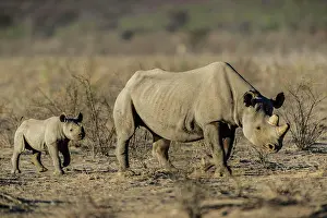 Bicornis: Black rhinoceros (Diceros bicornis), female with