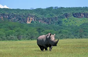 Singly: Black Rhinoceros (Diceros bicornis), Kenya, Africa