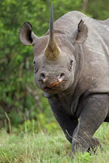 Lipped: Black Rhinoceros (Diceros bicornis), Massai Mara