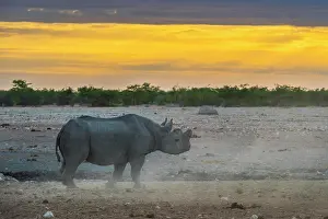 Bicornis: Black rhinoceros (Diceros bicornis) in the morning