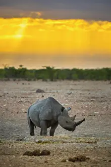 Bicornis: Black rhinoceros (Diceros bicornis) in the morning