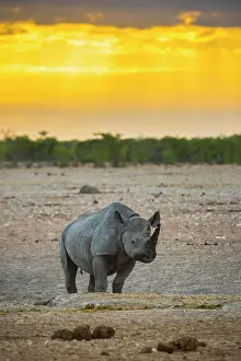 Bicornis: Black rhinoceros (Diceros bicornis) in the morning