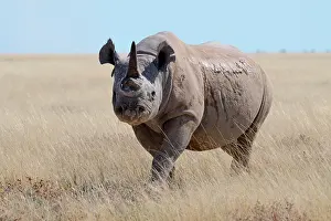 Namibian: Black rhinoceros (Diceros bicornis) with a single
